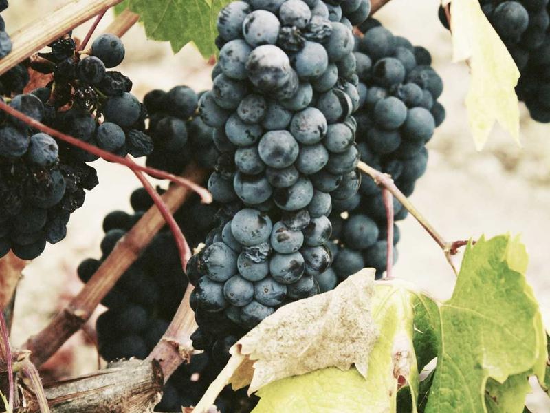Riot风控限制解除<br>登录异常锁定封禁恢复方案
